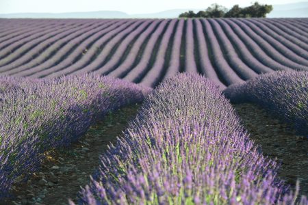 🌿✨ Provenza Esencial & Costa Azul: Lavanda y Ciudades Históricas